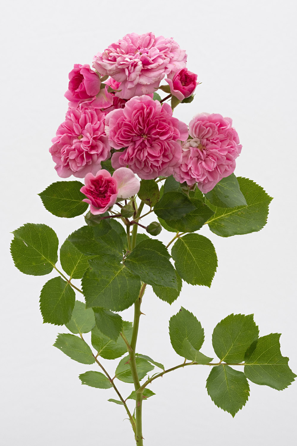 Jardin de Bagatelle #pierrejosephredout&eacute;